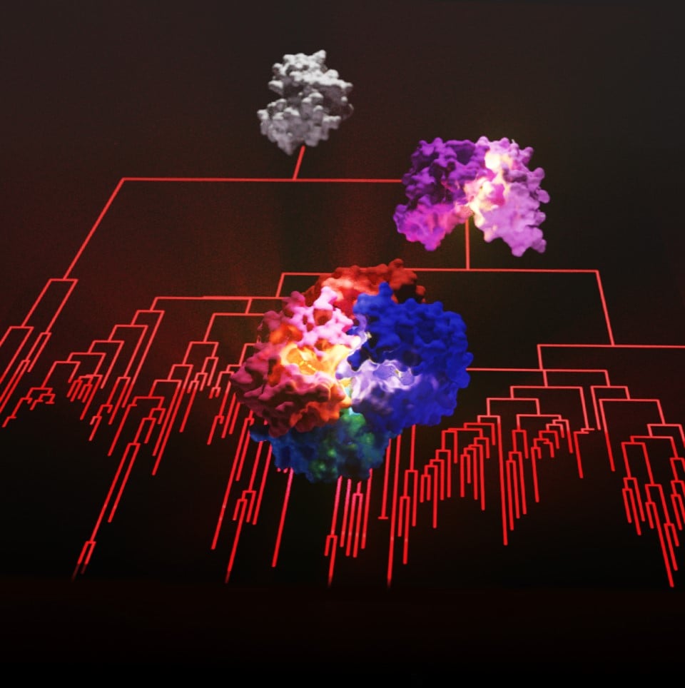 Ancient blood lines tracing the evolution of haemoglobin University